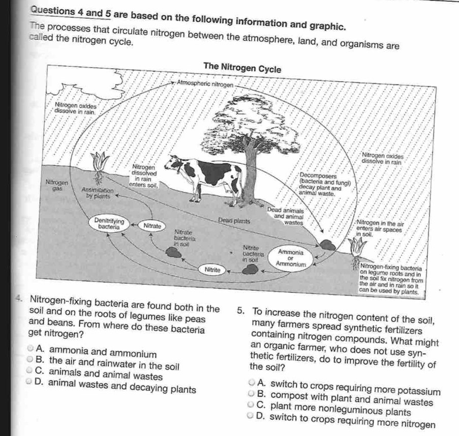 and 5 are based on the following information and graphic.
The processes that circulate nitrogen between the atmosphere, land, and organisms are
called the nitrogen cycle.
4. Nitrogen-fixing bacteria are found both in the 5. To increase the nitrogen content of the soil,
soil and on the roots of legumes like peas many farmers spread synthetic fertilizers
and beans. From where do these bacteria containing nitrogen compounds. What might
get nitrogen? an organic farmer, who does not use syn-
A. ammonia and ammonium the soil?
thetic fertilizers, do to improve the fertility of
B. the air and rainwater in the soil
C. animals and animal wastes A. switch to crops requiring more potassium
D. animal wastes and decaying plants B. compost with plant and animal wastes
C. plant more nonleguminous plants
D. switch to crops requiring more nitrogen