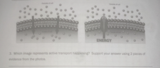 Which image represents active transport happening? Support your answer using 2 pieces of 
evidence from the photos. 
_