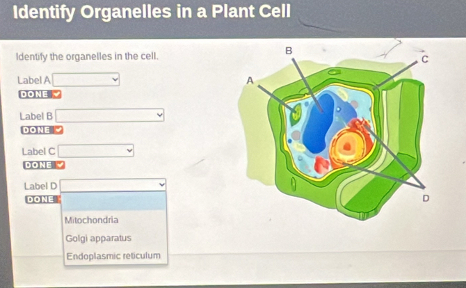 Identify Organelles in a Plant Cell
Identify the organelles in the cell.
Label A 
DONE 
Label B
DONE 
Label C
DONE
Label D
DONE
Mitochondria
Golgi apparatus
Endoplasmic reticulum