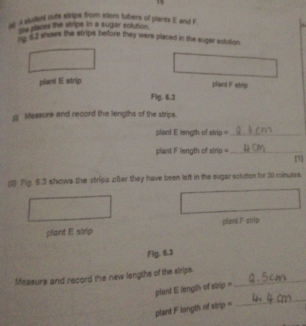 A student cuts strips from stem fubers of plants E and F 
she places the strips in a sugar solution. 
a 
Fic. 6,2 shows the strips before they were placed in the suger solution 
plant E strip 
plant F strip 
Fig. 6.2 
Measure and record the lengths of the strips. 
plant E length of strip =_ 
plant F length of strip =_ 
1 
) Fig. 6.3 shows the strips after they have been left in the sugar solution for 30 minutes. 
plant E strip plant F strip 
Fig. 6.3 
Measure and record the new lengths of the strips._ 
_ 
plant E length of strip = 
plant F length of strip =