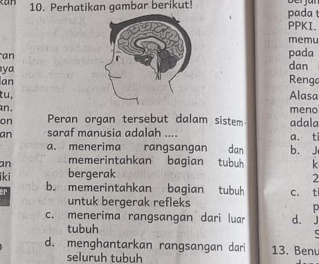 can 10. Perhatikan gambar berikut! pada t ber jun 
PPKI.
memu
an
pada
ya
dan
lanRenga
tu,Alasa
an. meno
on Peran organ tersebut dalam sistem adala
an saraf manusia adalah .... a. ti
a. menerima rangsangan dan b. J
an memerintahkan bagian tubuh k
iki bergerak
2
or b. memerintahkan bagian tubuh c. ti
untuk bergerak refleks
p
c. menerima rangsangan dari luar d. J
tubuh
d. menghantarkan rangsangan dari 13. Benu
seluruh tubuh