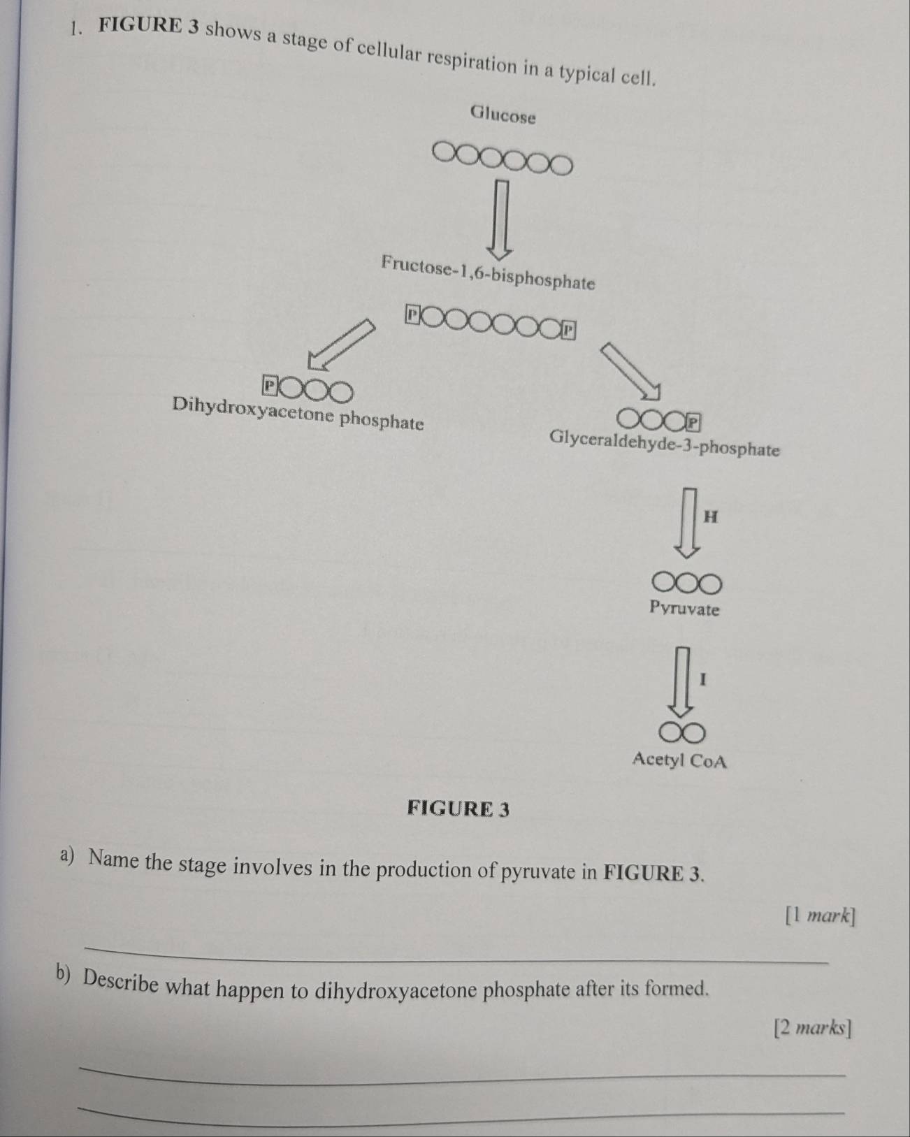 FIGURE 3 shows a stage of cellular respiration in a typical cell. 
Glucose 
Fructose -1, 6 -bisphosphate 
Dihydroxyacetone phosphate 
Glyceraldehyde- 3 -phosphate 
H 
Pyruvate 
I 
Acetyl CoA 
FIGURE 3 
a) Name the stage involves in the production of pyruvate in FIGURE 3. 
[l mark] 
_ 
b) Describe what happen to dihydroxyacetone phosphate after its formed. 
[2 marks] 
_ 
_