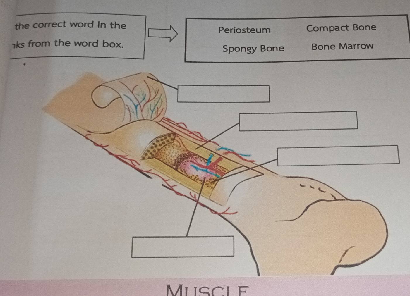 the correct word in the 
Periosteum Compact Bone 
ks from the word box. 
Spongy Bone Bone Marrow 
Muscle