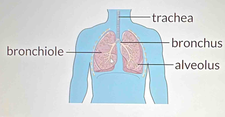 bronchus 
bronchiol