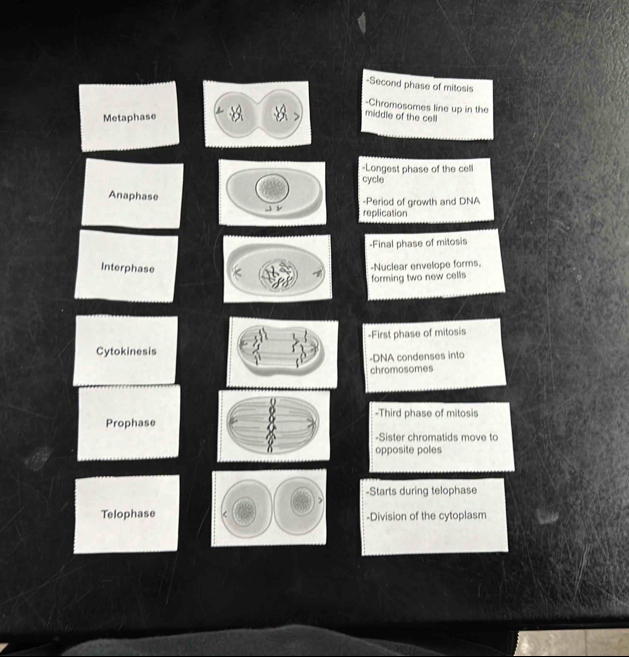 Second phase of mitosis 
-Chromosomes line up in the 
Metaphase 
middle of the cell 
-Longest phase of the cell 
cycle 
Anaphase -Period of growth and DNA 
→ v replication 
-Final phase of mitosis 
Interphase 
-Nuclear envelope forms. 
forming two new cells 
-First phase of mitosis 
Cytokinesis 
-DNA condenses into 
chromosomes 
Prophase -Third phase of mitosis 
-Sister chromatids move to 
opposite poles 
-Starts during telophase 
Telophase -Division of the cytoplasm