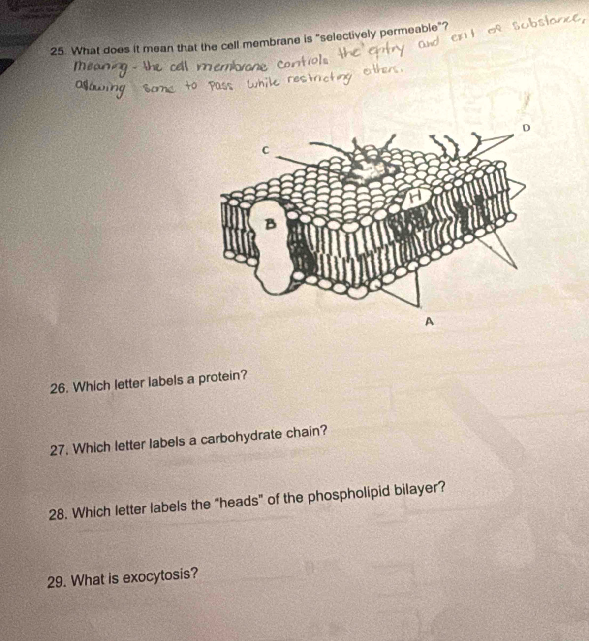 What does it mean that the cell membrane is “selectively permeable”? 
26. Which letter labels a protein? 
27. Which letter labels a carbohydrate chain? 
28. Which letter labels the “heads” of the phospholipid bilayer? 
29. What is exocytosis?