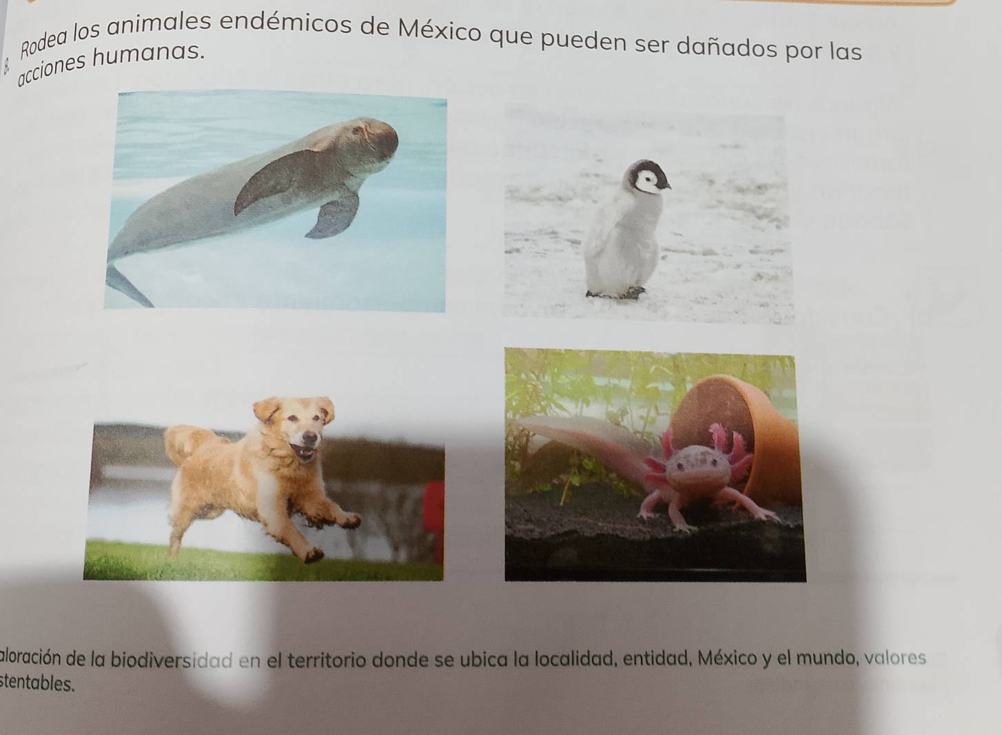 Rodea los animales endémicos de México que pueden ser dañados por las 
acciones humanas. 
aloración de la biodiversidad en el territorio donde se ubica la localidad, entidad, México y el mundo, valores 
stentables.