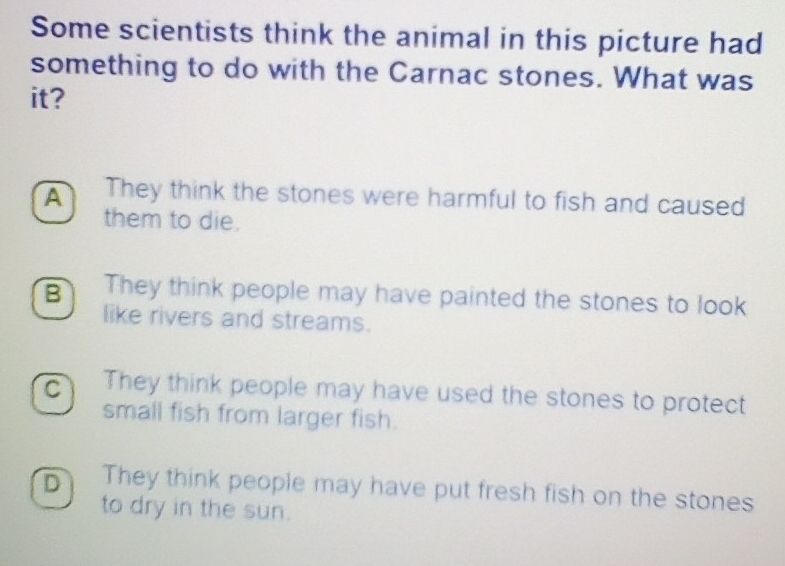 Some scientists think the animal in this picture had
something to do with the Carnac stones. What was
it?
A They think the stones were harmful to fish and caused
them to die.
B They think people may have painted the stones to look
like rivers and streams.
C They think people may have used the stones to protect
small fish from larger fish.
D They think people may have put fresh fish on the stones
to dry in the sun.