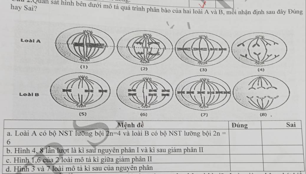 hay Sai?
* Quan sát hình bên dưới mô tả quá trình phân bào của hai loài A và B, mỗi nhận định sau đây Đúng
Loài A
(1)
(2) (3) (4)
Loài B
(S) (6) (7) (8) 、
Mệnh đề Đúng Sai
a. Loài A có bộ NST lưỡng bội 2n=4 và loài B có bộ NST lưỡng bội 2n=
6
b. Hình 4, 8 lần lượt là kì sau nguyên phân I và kì sau giảm phân II
c. Hình 1, 6 của 2 loài mô tả kì giữa giảm phân II
d. Hình 3 và 7 loài mô tả kì sau của nguyên phân