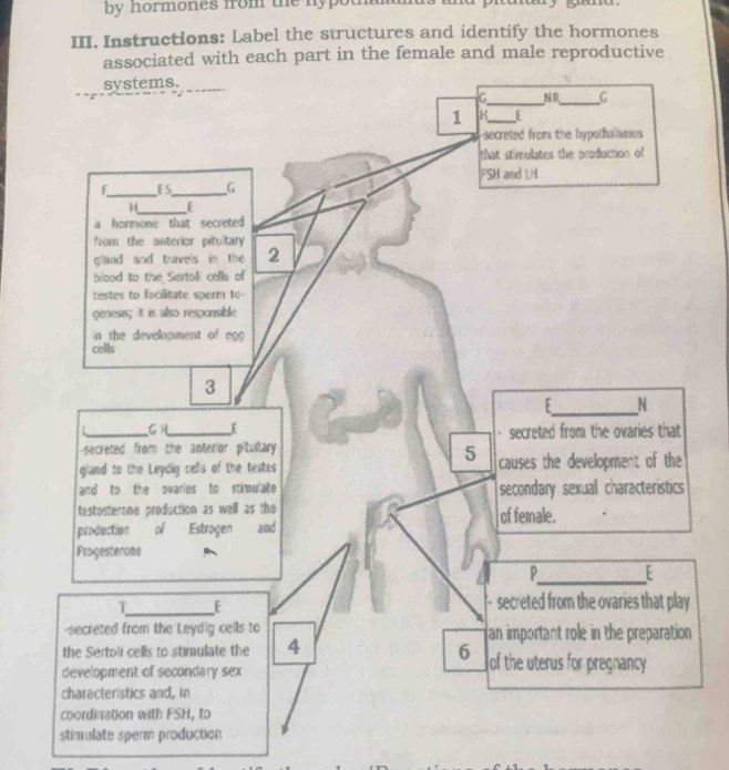 by hormones from the nypou 
III. Instructions: Label the structures and identify the hormones 
ated with each part in the female and male reproductive 
stimulate sperm production