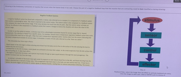 Shivering is the involuntary contraction of muscles that occurs when the human body is too cold. Choose the part of a negative feedback loop that the muscles that are contracting would be best classified as during shivering:
Negative Feedback Systoms
A negative feedback system has three basic components. A semor, also referred to as a receptor, is a component of a feedback system 
that monitors a physiological value. This vallue is reported to the control center. The control center is the component in a feedback system
that companes the value to the nommal range, if the value deviates too much from the set point, then the control center activates an
normal range. effector. An effector is the component in a feedback system that causes a change to reverse the situation and neturn the value to the
In order to set the system in motion, a stimulus must drive a phnysiological parameter beyond its normal range (that is, beyond
homeostasis). This stimulus is "heard" by a specific sensor. iFor example, humans have a temperature regulation feedback system that works 
by prometing either heat lows or hew gain. When the brain's temperature regulation center receives data from the sensors indicating that
the body's temperature exceeds its nommal range, it stimulates a cluster of brain celis referred to as the "heat-loss center."
This stimulation has three magor effects:
- Blood vessels in the skin begin to dilate allowing more blood from the body core to flow to the surface of the skin allowing the heal to raclate linto the emdronment
the surrounding air, it takes heat with it. - As blood flow 50 the skim increases, sweal glands are acthated to increase their output. As the sweat evaporates from the skin surface into 
- The depth of respiration increases, and a person may breathe through an open mouth insbead of through the masal passageways. This
further increases heat loss from the lungs.
In contrast, activation of the brain's hear-galm center by exposure to cold reduces blood flow to the skin, and blood returning from the
limbs is diverted into a network of deep veins. This arrangement traps heal closer to the body cone and restricts heat loss, If heat loss i
severe, the brain triggers an increase in randon signals to skeletal muscies, causing them to contract and produce shivering. The muscle 
Ping: 0
Keyboard Help: select the image then hit SIWCE to activate keyboard pin entry.
1,1,94 ?
Click the image to add a pin, Click or ENTER a pin to remove it