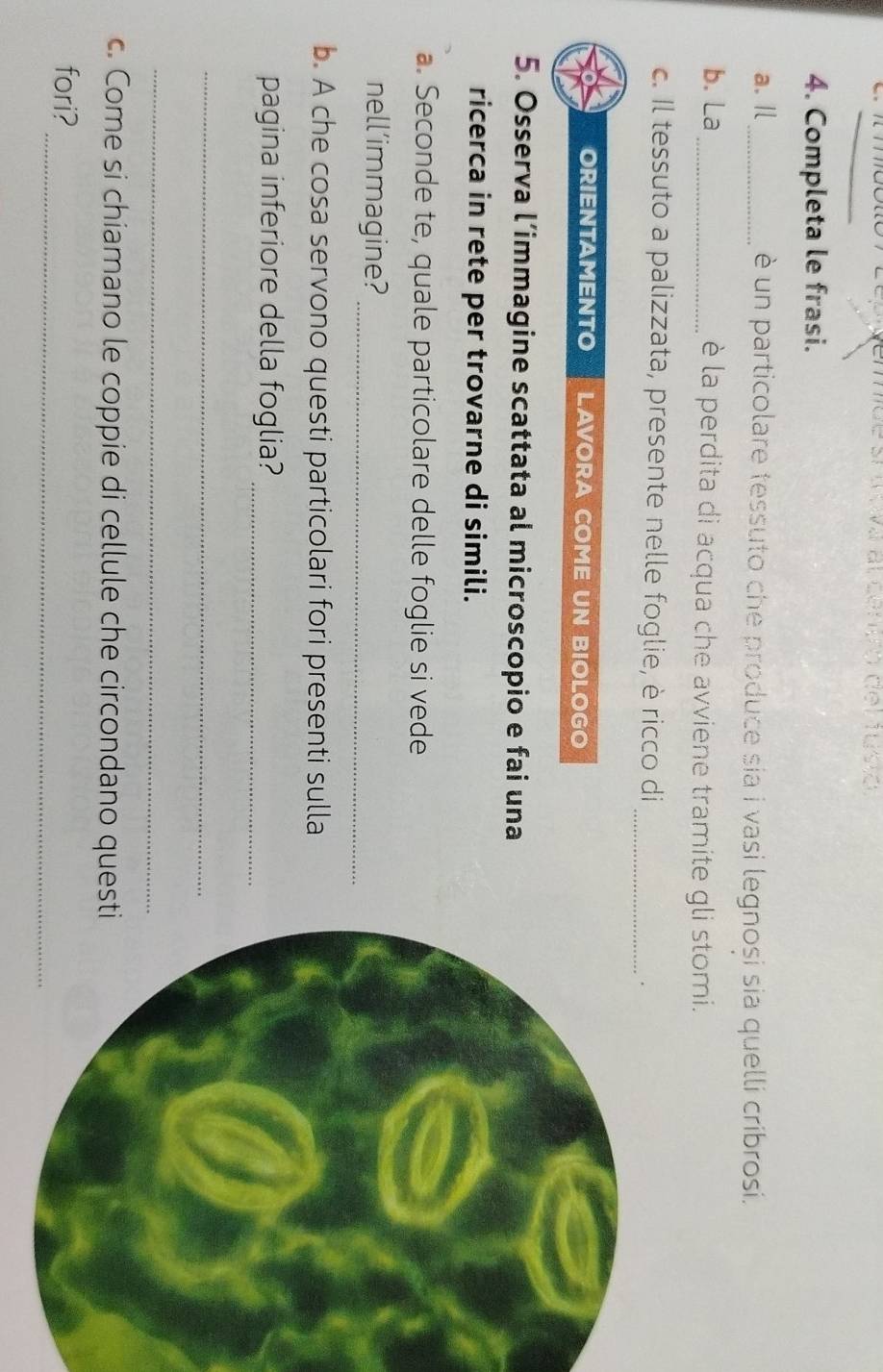 Fégemée stu va al cenón del usto 
4. Completa le frasi. 
a. Il _è un particolare tessuto che produce sia i vasi legnosi sia quelli cribrosi. 
b. La _è la perdita di acqua che avviene tramite gli stomi. 
c. Il tessuto a palizzata, presente nelle foglie, è ricco di_ 
. 
ORIENTAMENTO LAVORA COME UN BIOLOGO 
5. Osserva l’immagine scattata al microscopio e fai una 
ricerca in rete per trovarne di simili. 
a. Seconde te, quale particolare delle foglie si vede 
nell’immagine?_ 
b. A che cosa servono questi particolari fori presenti sulla 
pagina inferiore della foglia?_ 
_ 
_ 
c. Come si chiamano le coppie di cellule che circondano quest 
_ 
fori?