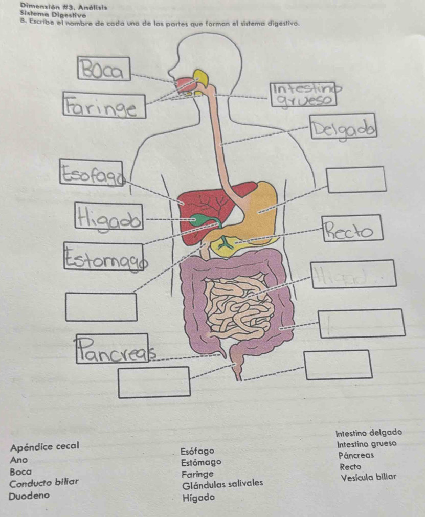 Dimensión #3. Anélisis 
Sistema Digestivo 
8. Escribe el nombre de cada una de las partes que forman el sistema digestivo. 
Intestino delgado 
Apéndice cecal Esófago 
Intestino grueso 
Ano Páncreas 
Estómago 
Boca Faringe 
Conducto biliar Recto 
Glándulas salivales 
Duodeno Vesícula biliar 
Hígado