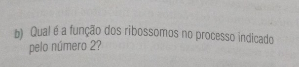 Qual é a função dos ribossomos no processo indicado 
pelo número 2?