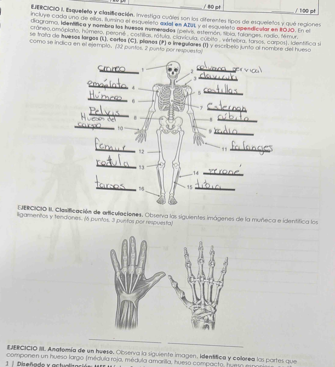 Esqueleto y clasificación. Investiga cuáles son los diferentes tipos de esqueletos y qué regiones 
incluye cada uno de ellos. llumina el esqueleto axial en AZUL y el esqueleto apendicular en ROJO. En el 
diagrama, identifica y nombra los huesos numerados (pelvis, esternón, tibia, falanges, radio, fémur, 
cráneo,omóplato, húmero, peroné , costillas, rótula, clavícula, cúbito , vértebra, tarsos, carpos). Identifica si 
se trata de huesos largos (L), cortos (C), planos (P) o irregulares (I) y escríbelo junto al nombre del hueso 
como se indica en el ejemplo. (32 puntos, 2 punto por respuesta) 
EJERCICIO II. Clción de articulaciones. Observa las siguientes imágenes de la muñeca e identífica los 
ligamentos y tendones. (6 puntos, 3 puntos por respuesta) 
_ 
_ 
EJERCICIO III. Anatomía de un hueso. Observa la siguiente imagen, identifica y colorea las partes que 
componen un hueso largo (médula roja, médula amarilla, hueso compacto, hueso esn 
1 Diseñado y actualización