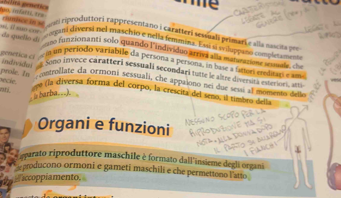 abilità genetica 
e 
riunisce in sé 
luo, infattí, tra gurati riproduttorí rappresentano i caratteri sessuali primari e alla nascit r 
si, il suo cor organi diversi nel maschío e nella femmina. Essi si sviluppano completamente 
da quello dí ntano funzionantí solo quando l’individuo arriva alla maturazione sessugle, che 
genética en cin un período varíabile da persona a persona, in base a fattori ereditari e ama 
individui li. Sono invece caratteri sessuali secondari tutte le altre diversità esteriori, atti 
pecie. 
prole. In e controllate da ormoní sessualí, che appaiono nei due sessí al momento dello 
nti. eppo (la diversa forma del corpo, la crescita del seño, il timbro della 
]a barba…). 
Organi e funzioni 
ipparato riproduttore maschile è formato dall insieme degli organi 
te producono ormoni e gameti maschili e che permettono l'atto 
accoppiamento.