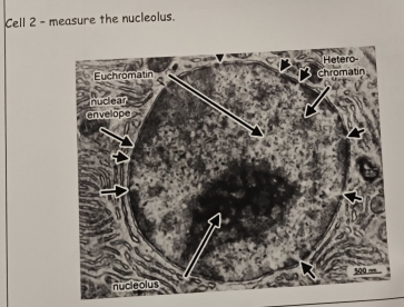 Cell 2 - measure the nucleolus.