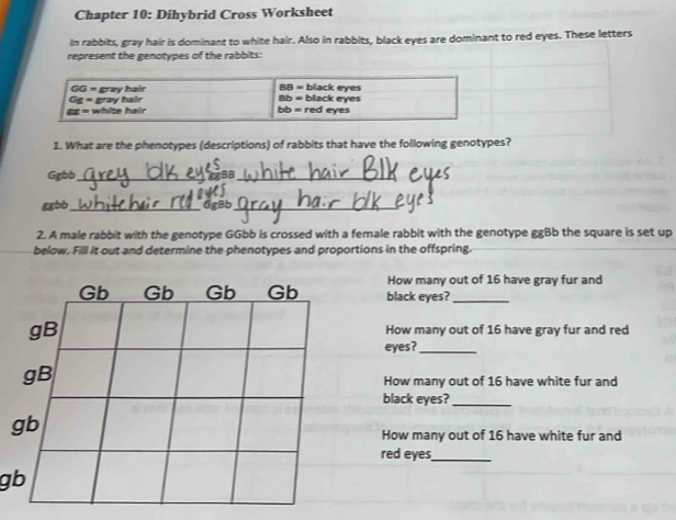 Chapter 10: Dihybrid Cross Worksheet
In rabbits, gray hair is dominant to white hair. Also in rabbits, black eyes are dominant to red eyes. These letters
represent the genotypes of the rabbits:
1. What are the phenotypes (descriptions) of rabbits that have the following genotypes?
Ggbb_ 286_
_
ggbb_ GzBb_
2. A male rabbit with the genotype GGbb is crossed with a female rabbit with the genotype ggBb the square is set up
below. Filll it out and determine the phenotypes and proportions in the offspring.
How many out of 16 have gray fur and
black eyes?_
How many out of 16 have gray fur and red
eyes?_
How many out of 16 have white fur and
black eyes?_
How many out of 16 have white fur and
red eyes_
g