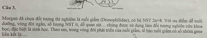 Ruổi giám đực NST thường 
Morgan đã chọn đối tượng thí nghiệm là ruồi giấm (Drosophilidae), có bộ NST 2n=8. Với ưu điểm dễ nuôi 
dưỡng, vòng đời ngắn, số lượng NST ít, dễ quan sát... chúng được sử dụng làm đối tượng nghiên cứu khoa 
học, đặc biệt là sinh học. Theo em, trong vòng đời phát triển của ruồi giấm, tế bào ruồi giấm có số nhóm gene 
liên kết là:...