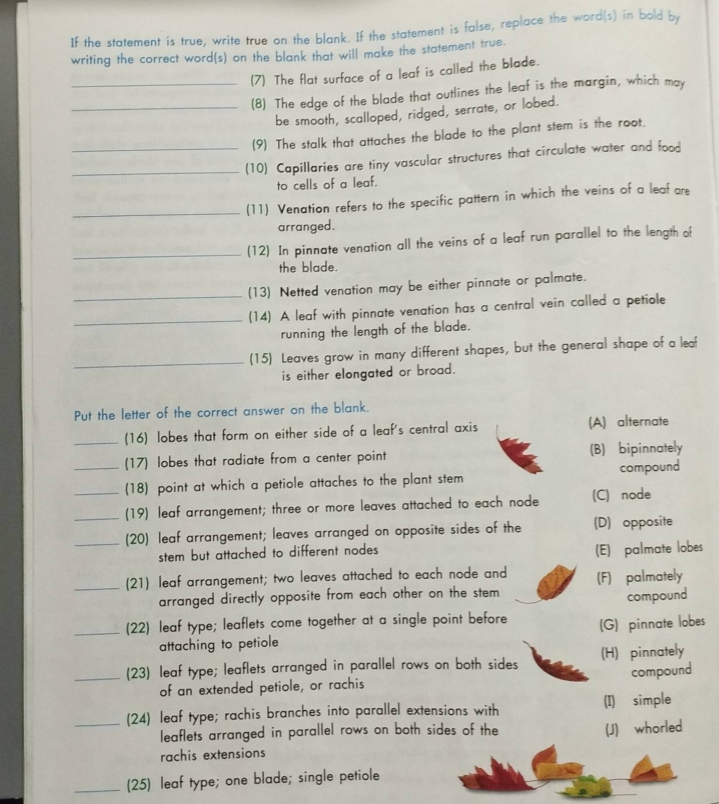 If the statement is true, write true on the blank. If the statement is false, replace the word(s) in bold by
writing the correct word(s) on the blank that will make the statement true.
(7) The flat surface of a leaf is called the blade.
_(8) The edge of the blade that outlines the leaf is the margin, which may
be smooth, scalloped, ridged, serrate, or lobed.
(9) The stalk that attaches the blade to the plant stem is the root.
_(10) Capillaries are tiny vascular structures that circulate water and food
to cells of a leaf.
_(11) Venation refers to the specific pattern in which the veins of a leaf are
arranged.
_(12) In pinnate venation all the veins of a leaf run parallel to the length of
the blade.
_(13) Netted venation may be either pinnate or palmate.
_(14) A leaf with pinnate venation has a central vein called a petiole
running the length of the blade.
_(15) Leaves grow in many different shapes, but the general shape of a leaf
is either elongated or broad.
Put the letter of the correct answer on the blank.
_(16) lobes that form on either side of a leaf's central axis
(A) alternate
_(17) lobes that radiate from a center point (B) bipinnately
compound
(18) point at which a petiole attaches to the plant stem
_(19) leaf arrangement; three or more leaves attached to each node (C) node
_(20) leaf arrangement; leaves arranged on opposite sides of the
(D) opposite
stem but attached to different nodes
(E) palmate lobes
_(21) leaf arrangement; two leaves attached to each node and
(F) palmately
arranged directly opposite from each other on the stem 
compound
_(22) leaf type; leaflets come together at a single point before
attaching to petiole (G) pinnate lobes
_(23) leaf type; leaflets arranged in parallel rows on both sides (H) pinnately
of an extended petiole, or rachis compound
(I) simple
_(24) leaf type; rachis branches into parallel extensions with
leaflets arranged in parallel rows on both sides of the
(J) whorled
rachis extensions
_(25) leaf type; one blade; single petiole