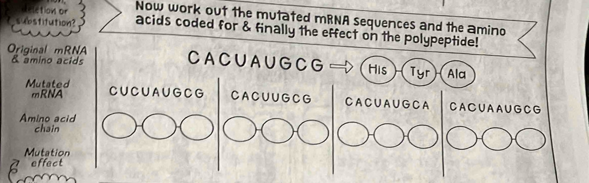 Now work out the mutated mRNA sequences and the amino 
substitution? 
Reletion or acids coded for & finally the effect on the polypeptide! 
Original mRNA CAC U A U GC G His Tyr Ala 
& amino acids 
mRNA 
Mutated CUCUAUG CG C A C U U GC G CA C U A U G C A C A C U A A U G C G 
Amino acid 
chain 
Mutation 
effect