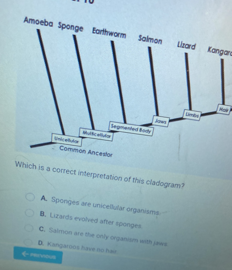 AmLizard Kangar
ir
Which is a correct interpretation of this cladogram?
A. Sponges are unicellular organisms
B. Lizards evolved after sponges
C. Salmon are the only organism with jaws.
D. Kangaroos have no hair.
PREVIOUS