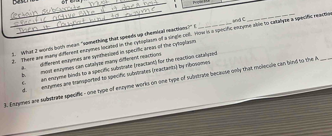 Descr
1 Protease
_
2. There are many different enzymes located in the cytoplasm of a single cell. How is a specific enzyme able to catalyze a specific reactio
1. What 2 words both mean “something that speeds up chemical reactions?” E _and C
a. different enzymes are synthesized in specific areas of the cytoplasm
b. most enzymes can catalyze many different reactions
C. an enzyme binds to a specific substrate (reactant) for the reaction catalyzed
d. enzymes are transported to specific substrates (reactants) by ribosomes
3. Enzymes are substrate specific - one type of enzyme works on one type of substrate because only that molecule can bind to the A_