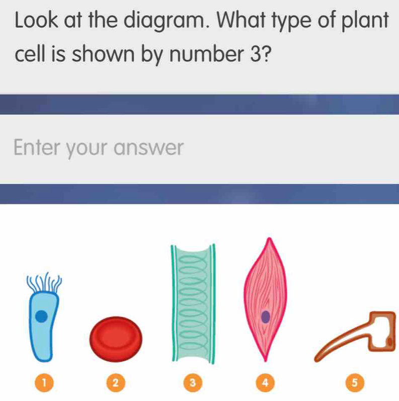 Solved: Look at the diagram. What type of plant cell is shown by number ...