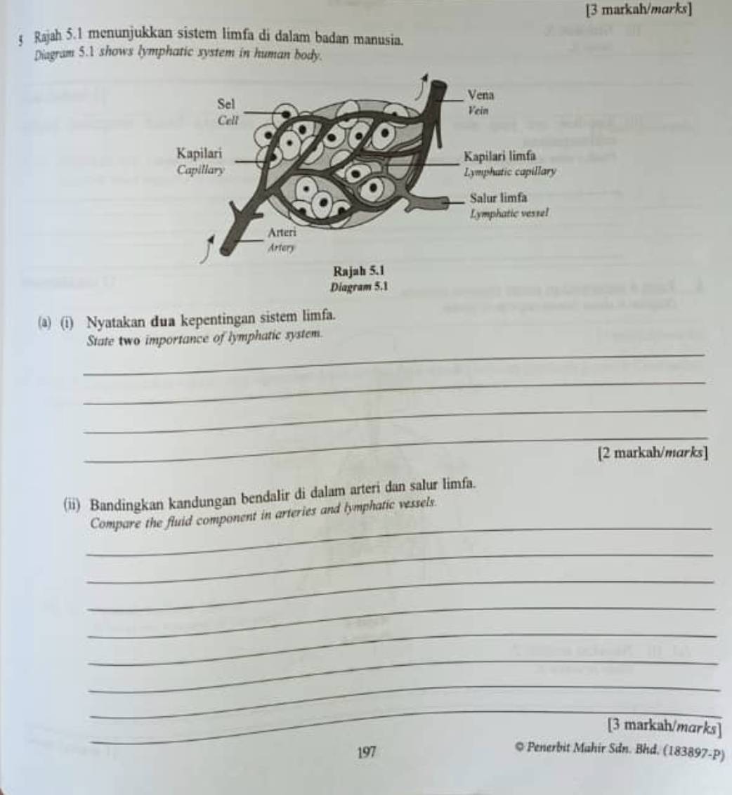 [3 markah/marks] 
5 Rajah 5.1 menunjukkan sistem limfa di dalam badan manusia. 
Diagram 5.1 shows lymphatic system in human body. 
a) (i) Nyatakan dua kepentingan sistem limfa. 
_ 
State two importance of lymphatic system. 
_ 
_ 
_ 
[2 markah/marks] 
(ii) Bandingkan kandungan bendalir di dalam arteri dan salur limfa. 
_ 
Compare the fluid component in arteries and lymphatic vessels. 
_ 
_ 
_ 
_ 
_ 
_ 
__ 
_ 
[3 markah/marks] 
197 
* Penerbit Mahir Sdn. Bhd. (183897-P)