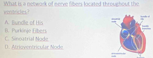 What is a network of nerve fibers located throughout the
ventricles?
A. Bundle of His
B. Purkinje Eibers s
C. Sinoatrial Node
D. Atrioventricular Node
node