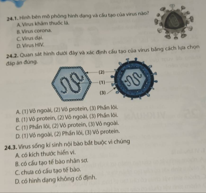 Hình bên mô phỏng hình dạng và cấu tạo của virus nào?
A. Virus khảm thuốc lá.
B. Virus corona.
C. Virus dại.
D. Virus HIV.
24.2. Quan sát hình dưới đây và xác định cấu tạo của virus bằng cách lựa chọn
đáp án đúng.
A. (1) Vỏ ngoài, (2) Vỏ protein, (3) Phần lõi.
B. (1) Vỏ protein, (2) Vỏ ngoài, (3) Phần lõi.
C. (1) Phần lõi, (2) Vỏ protein, (3) Vỏ ngoài.
D. (1) Vỏ ngoài, (2) Phần lõi, (3) Vỏ protein.
24.3. Virus sống kí sinh nội bào bắt buộc vì chúng
A. có kích thước hiển vi.
B. có cấu tạo tế bào nhân sơ.
C. chưa có cấu tạo tế bào.
D. có hình dạng không cố định.