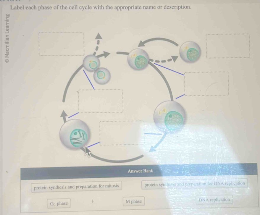 Label each phase of the cell cycle with the appropriate name or description.
Answer Bank
protein synthesis and preparation for mitosis protein synthesis and preparation for DNA replication
G_0 phase 6
M phase DNA replication