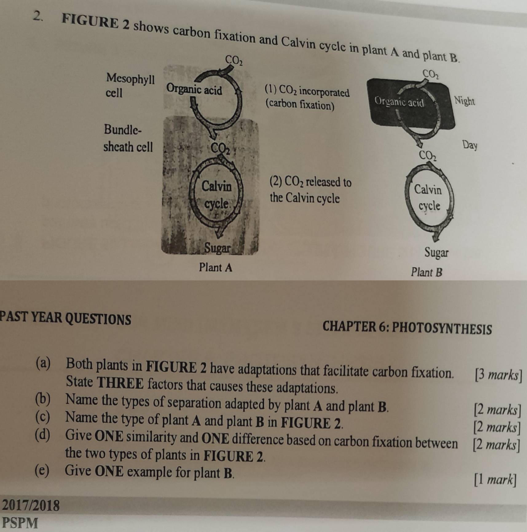 FIGURE 2 shows carbon fixation and Calvin cycle in plant A and plant B.
(1) CO_2 incorporated 
(carbon fixation)

CO_2
(2) CO_2 released to
Calvin
the Calvin cycle
cycle
Sugar
Plant A
Plant B
PAST YEAR QUESTIONS CHAPTER 6: PHOTOSYNTHESIS
(a) Both plants in FIGURE 2 have adaptations that facilitate carbon fixation. [3 marks]
State THREE factors that causes these adaptations.
(b) Name the types of separation adapted by plant A and plant B. [2 marks]
(c) Name the type of plant A and plant B in FIGURE 2. [2 marks]
(d) Give ONE similarity and ONE difference based on carbon fixation between [2 marks]
the two types of plants in FIGURE 2.
(e) Give ONE example for plant B.
[1 mark]
2017/2018
PSPM