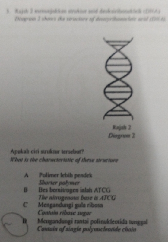 Rajah 2 menunjukan strukar said deslcüvlsseskeik (DHA)
Diagram 2 shows the structure of deaeyrihamhe ncid (DSA)
Rajah 2
Diagrum 2
Apakah ciri struktur tersebut?
What is the characteristic of these structure
A Polimer lebih pendek
Shorter polymer
B Bes bernitrogen ialah ATCG
The nitrogenous base is ATC'G
C Mengandungí gula ribosa
Contain ribose sugar
D Mengandungi rantai polinukleotida tunggal
Contain of single polynucleotide chain