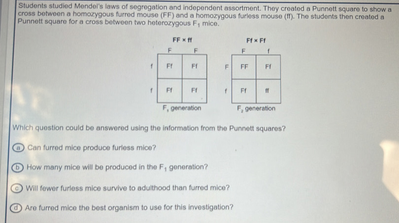 Students studied Mendel's laws of segregation and independent assortment. They created a Punnett square to show a
cross between a homozygous furred mouse (FF) and a homozygous furless mouse (ff). The students then created a
Punnett square for a cross between two heterozygous F_1 mice.
FF* ff
Ff* Ff

F , generation F_2 generation
Which question could be answered using the information from the Punnett squares?
a Can furred mice produce furless mice?
b) How many mice will be produced in the F_1 generation?
c) Will fewer furless mice survive to adulthood than furred mice?
d) Are furred mice the best organism to use for this investigation?