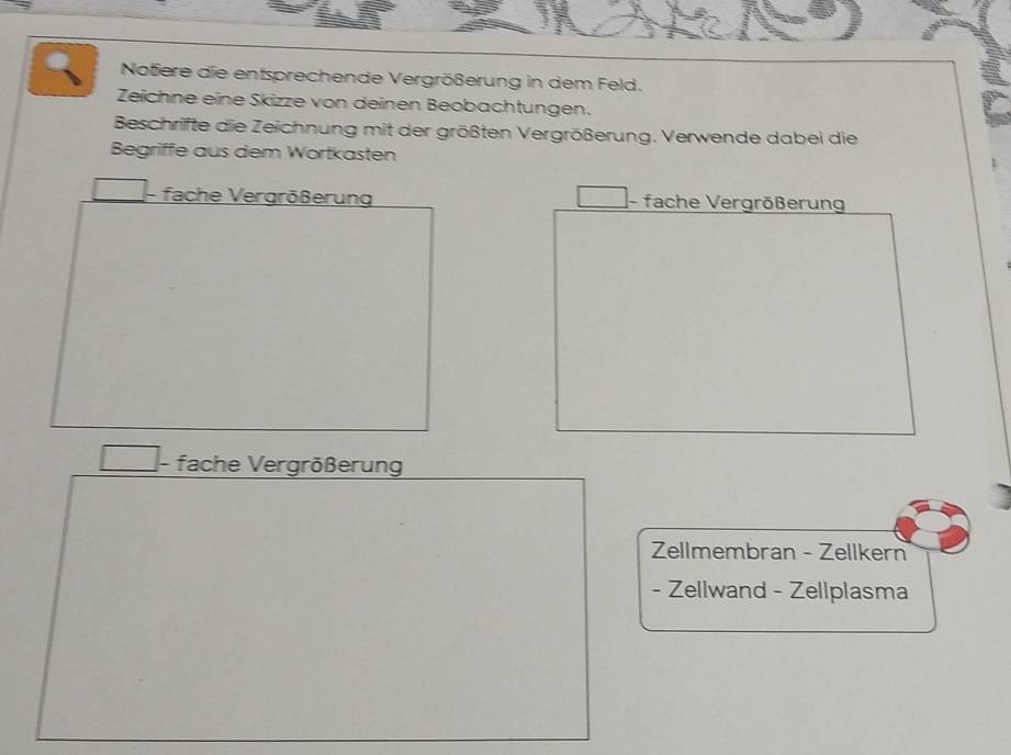 Notiere die entsprechende Vergrößerung in dem Feld. 
Zeichne eine Skizze von deinen Beobachtungen. 
Beschrifte die Zeichnung mit der größten Vergrößerung. Verwende dabei die 
Begriffe aus dem Wortkasten 
fache Vergrößerung - fache Vergrößerung 
fache Vergrößerung 
Zellmembran - Zellkern 
- Zellwand - Zellplasma