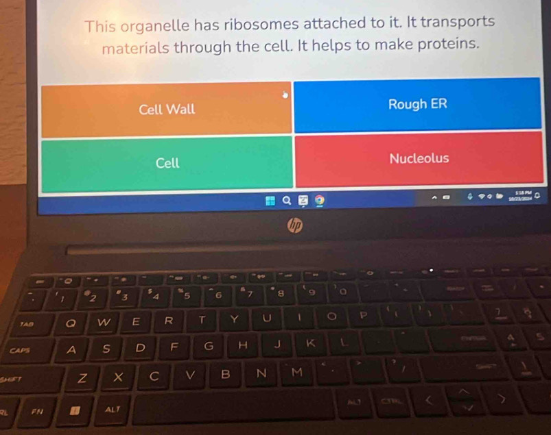 This organelle has ribosomes attached to it. It transports 
materials through the cell. It helps to make proteins. 
Cell Wall Rough ER 
Cell Nucleolus 
. 1 2 "3 sA 5 6 7 8 9
TAB a w E R T Y U 1
7
CAPS A s D F G H J K L 5 
c 
SmiFT Z C v B N M . 
FN ALT 663 < 7