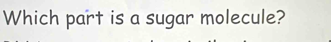 Which part is a sugar molecule?