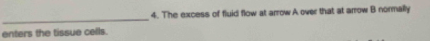 The excess of fluid flow at arrow A over that at arrow B normally 
_ 
enters the tissue cells.