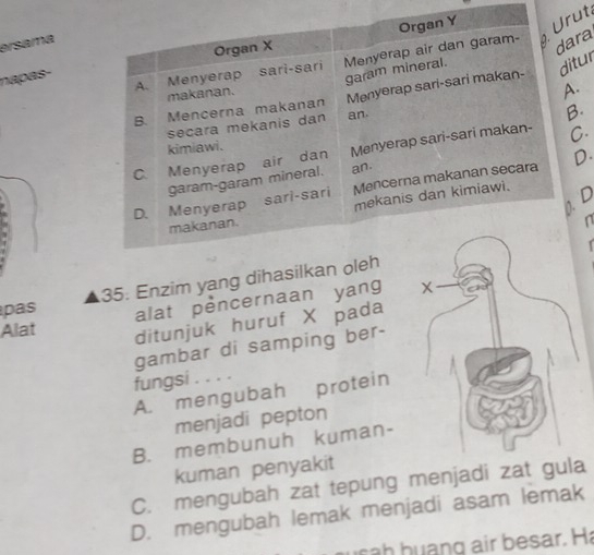 ersama
ra
ut
napas-
tur
.
.
.
D.
D
n
35. Enzim yang dihas
pas
Alat alat pencernaan yang
ditunjuk huruf X pada
gambar di samping ber-
fungsi . . . .
A. mengubah protein
menjadi pepton
B. membunuh kuman-
kuman penyakit
C. mengubah zat tepung menjadi zat gula
D. mengubah lemak menjadi asam lemak
a h huang air besar. H