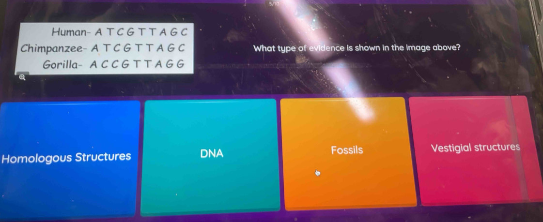 Human- A T C G T T A G C
Chimpanzee- A T C G T T A G C What type of evidence is shown in the image above?
Gorilla- A C C G T T A G G
Homologous Structures DNA
Fossils Vestigial structures