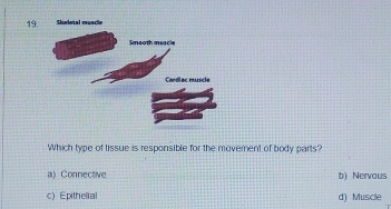 Skeletal muncle
Which type of tissue is responsible for the moverent of body parts?
a)Connective b) Nervous
c) Epithelial d) Muscle