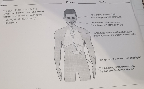 Class _Date_
ame
_
For each label, identify the
physical barrier and chemical
body against infection by defence that helps protect the
glands make a liquid ining enzymes called (1).
pathogens.
e nose, microorganisms fifered out of the air by (2).
the nose, throat and breathing tubes,
croorganisms are trapped by sticky (3)
Pathogens in the stomach are killed by (4).
The breathing tubes are lined with
tny hair-like structures called (5).