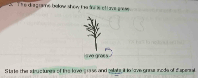 The diagrams below show the fruits of love grass. 
love grass 
State the structures of the love grass and relate it to love grass mode of dispersal.