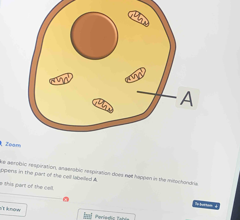 Zoo 
ke aerobic respiration, anaerobic respiration does not happen in the mitochondria. 
ppens in the part of the cell labelled A. 
e this part of the cell. 
To bottom ↓ 
n't know 
Periodic Tablo