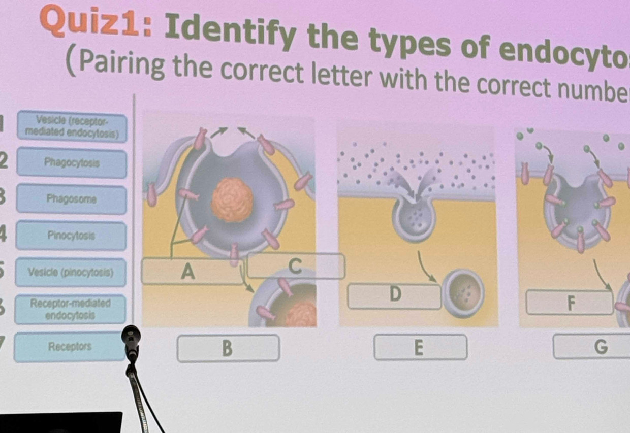 Identify the types of endocyto 
(Pairing the correct letter with the correct numbe 
Vesicle (receptor- 
mediated endocytosis) 
2 Phagocytosis 
Phagosome 
Pinocytosis 
Vesicle (pinocytosis) 
A 
C 
Receptor-mediated 
endocytosis 
Receptors 
B 
E 
G