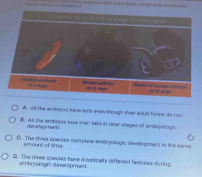 Cabes entorpa Madel of limman cobryo
nt 4 -doys et 35 Arge
A. All the embryos have tails even though their adult forms do not.
B. All the embryos lose their tails in later stages of embryologic
development.
C. The three species complete embryologic development in the same
amount of time.
D. The three species have drastically different features during
embryologic development.