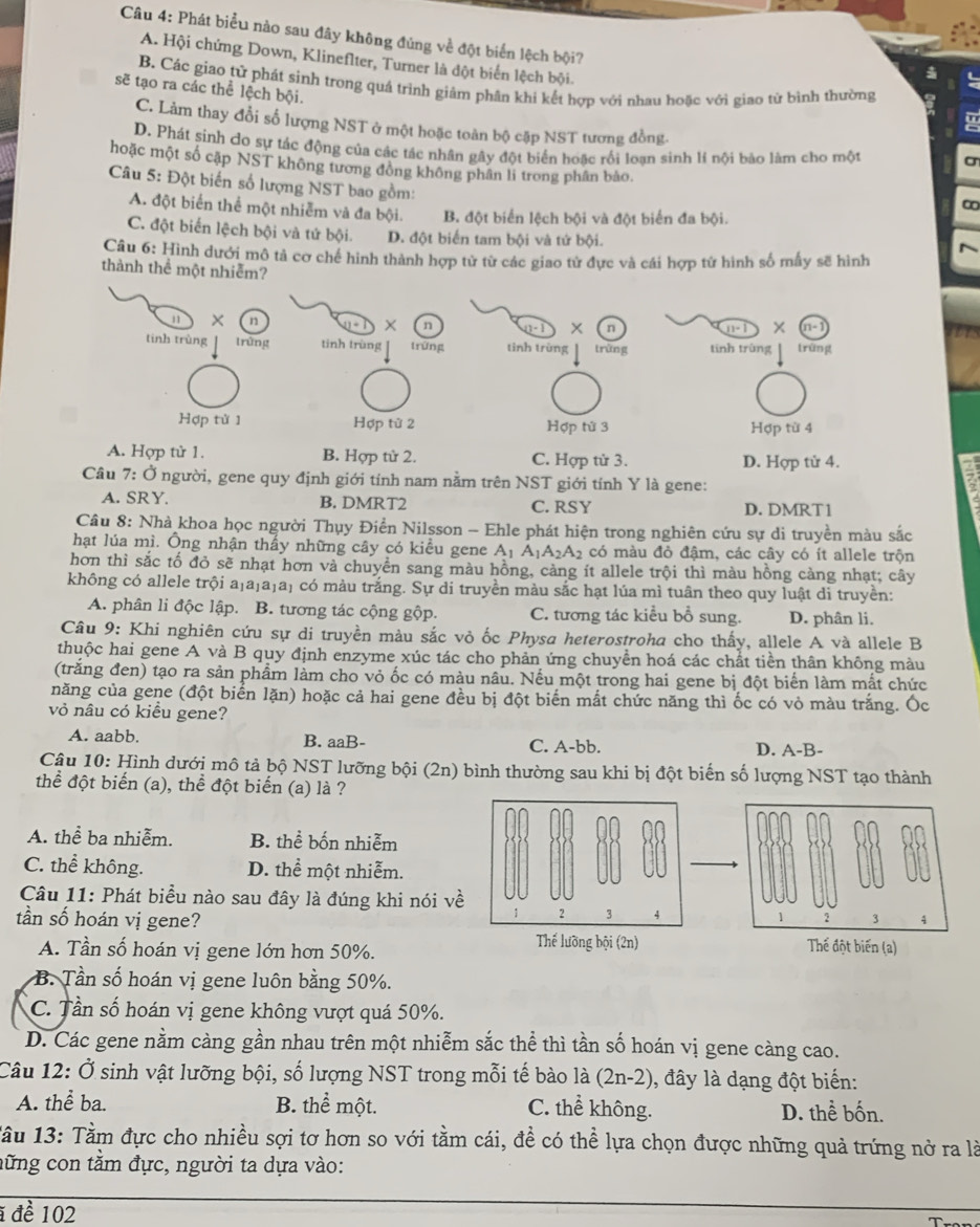 Phát biểu nào sau đây không đủng về đột biển lệch bội?
A. Hội chứng Down, Klineflter, Turner là đột biển lệch bội.
B. Các giao tử phát sinh trong quá trình giảm phân khi kết hợp với nhau hoặc với giao từ bình thường
sẽ tạo ra các thể lệch bội.
C. Làm thay đổi số lượng NST ở một hoặc toàn bộ cập NST tương đồng.
D. Phát sinh do sự tác động của các tác nhân gây đột biển hoặc rối loạn sinh lí nội bảo làm cho một
hoặc một số cặp NST không tương đồng không phân lí trong phân bảo.
Câu 5: Đột biến số lượng NST bao gồm:
A. đột biến thể một nhiễm và đa bội. B. đột biển lệch bội và đột biển đa bội.
C. đột biến lệch bội và tứ bội. D. đột biển tam bội và tứ bội.
Câu 6: Hình đưới mô tả cơ chế hình thành hợp tử từ các giao tử đực và cái hợp tử hình số mẫy sẽ hình
thành thể một nhiễm?
" × n
× n n-1
1- × n
tinh trùng trùng tinh trùng trững tình trùng trùng tīnh trùng trùng
Hợp tử 1 Hợp từ 2 Hợp tử 3 Hợp từ 4
A. Hợp tử 1. B. Hợp tử 2. C. Hợp tử 3.
D. Hợp từ 4.
*  Câu 7: Ở người, gene quy định giới tính nam nằm trên NST giới tính Y là gene:
A. SRY. B. DMRT2 C. RSY D. DMRT1
Câu 8: Nhà khoa học người Thụy Điền Nilsson - Ehle phát hiện trong nghiên cứu sự di truyền màu sắc
hạt lúa mì. Ông nhận thấy những cây có kiều gene A_1A_1A_2A_2 có màu đỏ đâm, các cây có ít allele trôn
hơn thì sắc tố đỏ sẽ nhạt hơn và chuyển sang màu hồng, càng ít allele trội thì màu hồng càng nhạt; cây
không có allele trội a₁a₁a₁a₁ có màu trắng. Sự di truyền màu sắc hạt lúa mì tuân theo quy luật di truyền:
A. phân li độc lập. B. tương tác cộng gộp. C. tương tác kiểu bổ sung. D. phân li.
Câu 9: Khi nghiên cứu sự di truyền màu sắc vỏ ốc Physa heterostroha cho thấy, allele A và allele B
thuộc hai gene A và B quy định enzyme xúc tác cho phản ứng chuyền hoá các chất tiền thân không màu
(trắng đen) tạo ra sản phẩm làm cho vỏ ốc có màu nâu. Nếu một trong hai gene bị đột biển làm mắt chức
năng của gene (đột biển lặn) hoặc cả hai gene đều bị đột biến mắt chức năng thì ốc có vỏ màu trắng. Ốc
vỏ nâu có kiểu gene?
A. aabb. B. aaB- C. A-bb. D. A-B-
Cậu 10: Hình dưới mô tả bộ NST lưỡng bội (2n) bình thường sau khi bị đột biến số lượng NST tạo thành
thể đột biến (a), thể đột biến (a) là ?
A. thể ba nhiễm. B. thể bốn nhiễm
C. thể không. D. thể một nhiễm.
Câu 11: Phát biểu nào sau đây là đúng khi nói về 2 3 4
1
tần số hoán vị gene? 3 4
1 2
Thế lưỡng bội (2n)
A. Tần số hoán vị gene lớn hơn 50%. Thế đột biến (a)
B. Tần số hoán vị gene luôn bằng 50%.
C. Tần số hoán vị gene không vượt quá 50%.
D. Các gene nằm càng gần nhau trên một nhiễm sắc thể thì tần số hoán vị gene càng cao.
Câu 12: Ở sinh vật lưỡng bội, số lượng NST trong mỗi tế bào là (2n-2) 0, đây là dạng đột biến:
A. thể ba. B. thể một. C. thể không. D. thể bốn.
1ầu 13: Tầm đực cho nhiều sợi tơ hơn so với tầm cái, đề có thể lựa chọn được những quả trứng nở ra là
nững con tằm đực, người ta dựa vào:
1 đề 102