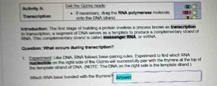 Actority A: Gell the Guro ready 
f necessary, drag the RNA polymerase molecule 
Transcription onto the DNA strind 
ln oduction: The first stage of building a protein involves a process known as transcription. 
tn transcrption, a segment of DNA serves as a template to produce a complementary strand of 
RhA. This complementary strand is called messenger RNA, or mRNA. 
Question: What occurs during transcription? 
. Experment: Like DNA, RNA follows base-pairing rules. Experment to find which RNA 
moclectide on the right side of the Gizmo will successfully pair with the thymine at the top of 
the templae strand of DNA, (NOTE: The DINA on the right side is the template strand.) 
Which RNA base bonded with the thymine? Answer