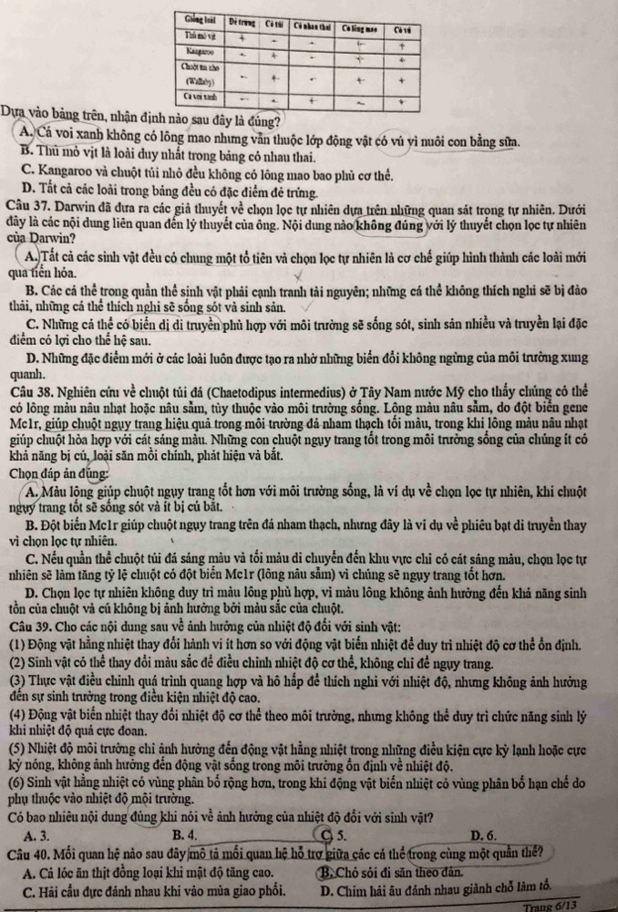 Dựa vào bảng trên, nhận đị
A. Cá voi xanh không có lông mao nhưng vẫn thuộc lớp động vật có vú vì nuôi con bằng sửa.
B. Thủ mỏ vịt là loài duy nhất trong bảng có nhau thai.
C. Kangaroo và chuột túi nhỏ đều không có lông mao bao phủ cơ thể.
D. Tất cả các loài trong bảng đều có đặc điểm đẻ trứng.
Câu 37. Darwin đã đưa ra các giả thuyết về chọn lọc tự nhiên dựa trên những quan sát trọng tự nhiên. Dưới
dây là các nội dung liên quan đến lý thuyết của ông. Nội dung nào không đúng với lý thuyết chọn lọc tự nhiên
của Darwin?
A.Tất cả các sinh vật đều có chung một tổ tiên và chọn lọc tự nhiên là cơ chế giúp hình thành các loài mới
qua tiến hóa.
B. Các cá thể trong quần thể sịnh vật phải cạnh tranh tài nguyên; những cá thể không thích nghi sẽ bị đào
thải, những cá thể thích nghi sẽ sống sốt và sinh sản.
C. Những cả thể có biển dị di truyền phù hợp với môi trường sẽ sống sót, sinh sản nhiều và truyền lại đặc
điểm có lợi cho thể hệ sau.
D. Những đặc điểm mới ở các loài luôn được tạo ra nhờ những biến đổi không ngừng của môi trường xung
quanh.
Câu 38. Nghiên cứu về chuột túi đá (Chaetodipus intermedius) ở Tây Nam nước Mỹ cho thấy chúng cỏ thể
có lông màu nâu nhạt hoặc nâu sẵm, tùy thuộc vào môi trường sống. Lông màu nâu sằm, do đột biển gene
Mc1r, giúp chuột ngụy trang hiệu quả trong môi trường đá nham thạch tối màu, trong khi lông màu nâu nhạt
giúp chuột hòa hợp với cát sáng màu. Những con chuột ngụy trang tốt trong môi trường sống của chúng ít có
khả năng bị củ, loài săn mồi chính, phát hiện và bắt.
Chọn đáp ản đúng:
A. Màu lộng giúp chuột ngụy trang tốt hơn với môi trường sống, là ví dụ về chọn lọc tự nhiên, khí chuột
ngụy trang tốt sẽ sống sót và ít bị cú bắt.
B. Đột biển Mc1r giúp chuột ngụy trang trên đá nham thạch, nhưng đây là ví dụ về phiêu bạt di truyền thay
vì chọn lọc tự nhiên.
C. Nếu quần thể chuột túi đá sáng màu và tối màu di chuyển đến khu vực chỉ có cát sáng màu, chọn lọc tự
nhiên sẽ làm tăng tỷ lệ chuột có đột biển Mc1r (lông nâu sẵm) vì chúng sẽ ngụy trang tốt hơn.
D. Chọn lọc tự nhiên không duy trì màu lông phủ hợp, vì màu lông không ảnh hưởng đến khả năng sinh
tồn của chuột và cú không bị ảnh hưởng bởi màu sắc của chuột.
Câu 39. Cho các nội dung sau về ảnh hưởng của nhiệt độ đối với sinh vật:
(1) Động vật hằng nhiệt thay đổi hành vi ít hơn so với động vật biển nhiệt để duy trì nhiệt độ cơ thể ổn định.
(2) Sinh vật có thể thay đổi màu sắc để điều chinh nhiệt độ cơ thể, không chỉ đề ngụy trang.
(3) Thực vật điều chỉnh quá trình quang hợp và hô hấp để thích nghỉ với nhiệt độ, nhưng không ảnh hưởng
đến sự sinh trưởng trong điều kiện nhiệt độ cao.
(4) Động vật biến nhiệt thay đổi nhiệt độ cơ thể theo môi trường, nhưng không thể duy trì chức năng sinh lý
khi nhiệt độ quả cực đoan.
(5) Nhiệt độ môi trường chỉ ảnh hường đến động vật hằng nhiệt trong những điều kiện cực kỳ lạnh hoặc cực
kỳ nóng, không ảnh hưởng đến động vật sống trong môi trường ổn định về nhiệt độ.
(6) Sinh vật hằng nhiệt có vùng phân bố rộng hơn, trong khi động vật biến nhiệt có vùng phân bố hạn chế do
phụ thuộc vào nhiệt độ mội trường.
Có bao nhiêu nội dung đủng khi nói v c^2 ảnh hưởng của nhiệt độ đổi với sinh vật?
A. 3. B. 4. C 5. D. 6.
Câu 40. Mối quan hệ nào sau đãy mô tả mối quan hệ hỗ trợ giữa các cá thể trong cùng một quản thể?
A. Cá lóc ăn thịt đồng loại khi mật độ tăng cao. B. Chỏ sỏi đi săn theo đản.
C. Hải cầu đực đánh nhau khi vào mùa giao phối. D. Chim hải âu đánh nhau giành chỗ làm tổ.
Trang 6/13